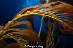 Summer Water. Some wide-angle close up work on new-growth... by Douglas Klug 